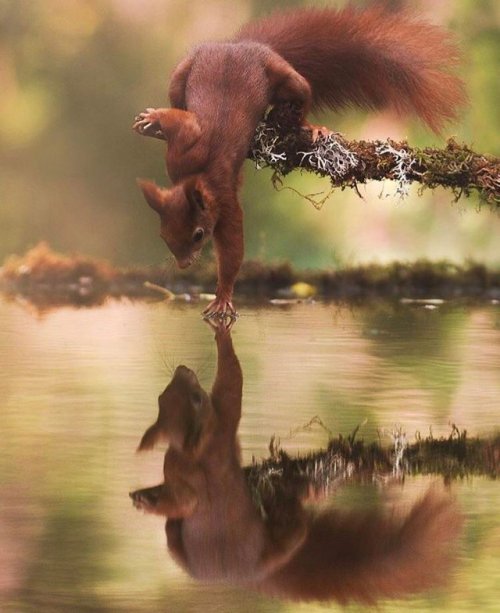 sixpenceee:Squirrel touching water by Marco Tonetti