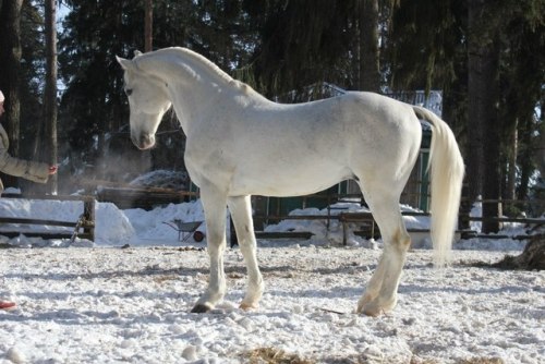 orlovtrotter:Orlov Trotter stallion Kostyor (”Bonfire“)