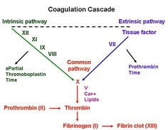 Coagulation Cascade Chart