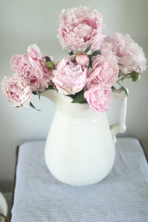 syflove:peonies