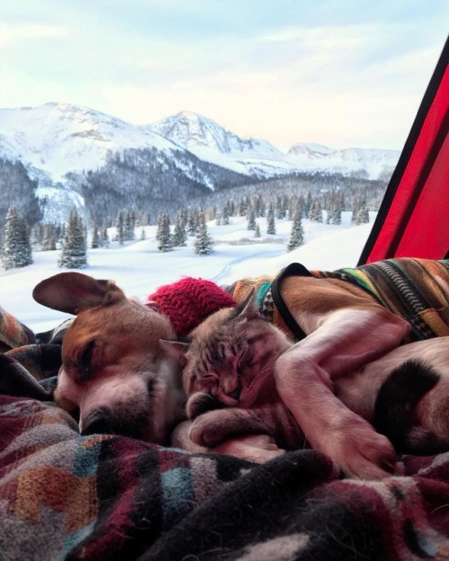 aww-so-pretty:Meet Henry The Colorado Dog and his best friend.