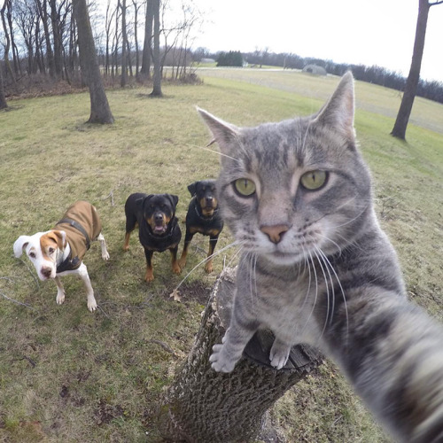 boredpanda:This Selfie Taking Cat Takes Better Selfies Than...