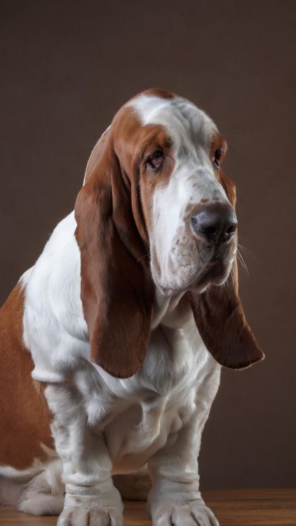 fyeahbassethounds