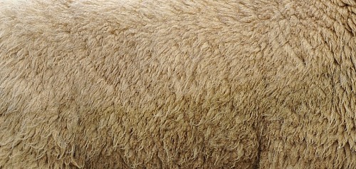 oakapples:Coats of some British and Icelandic sheep...