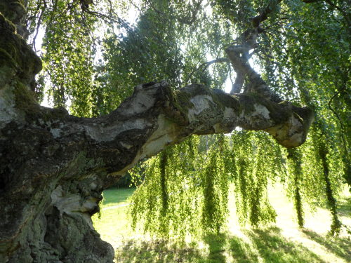 iwishiwasafairy:Solgårdsparken