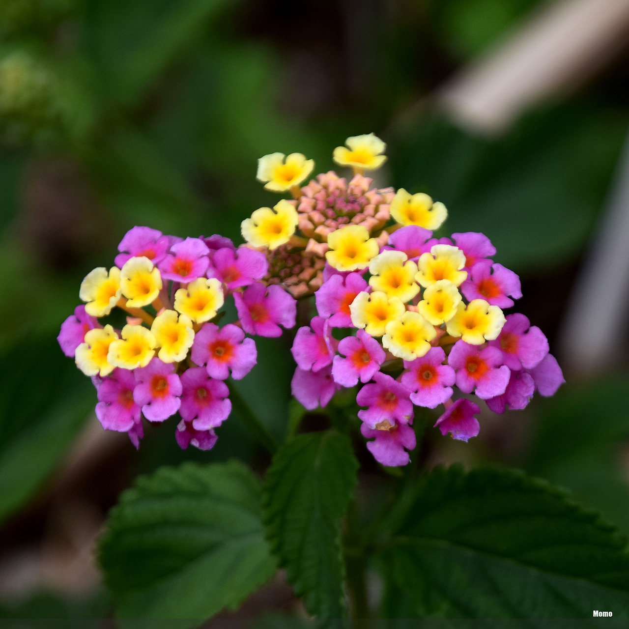 Lantana in Florida - FLOWERS!