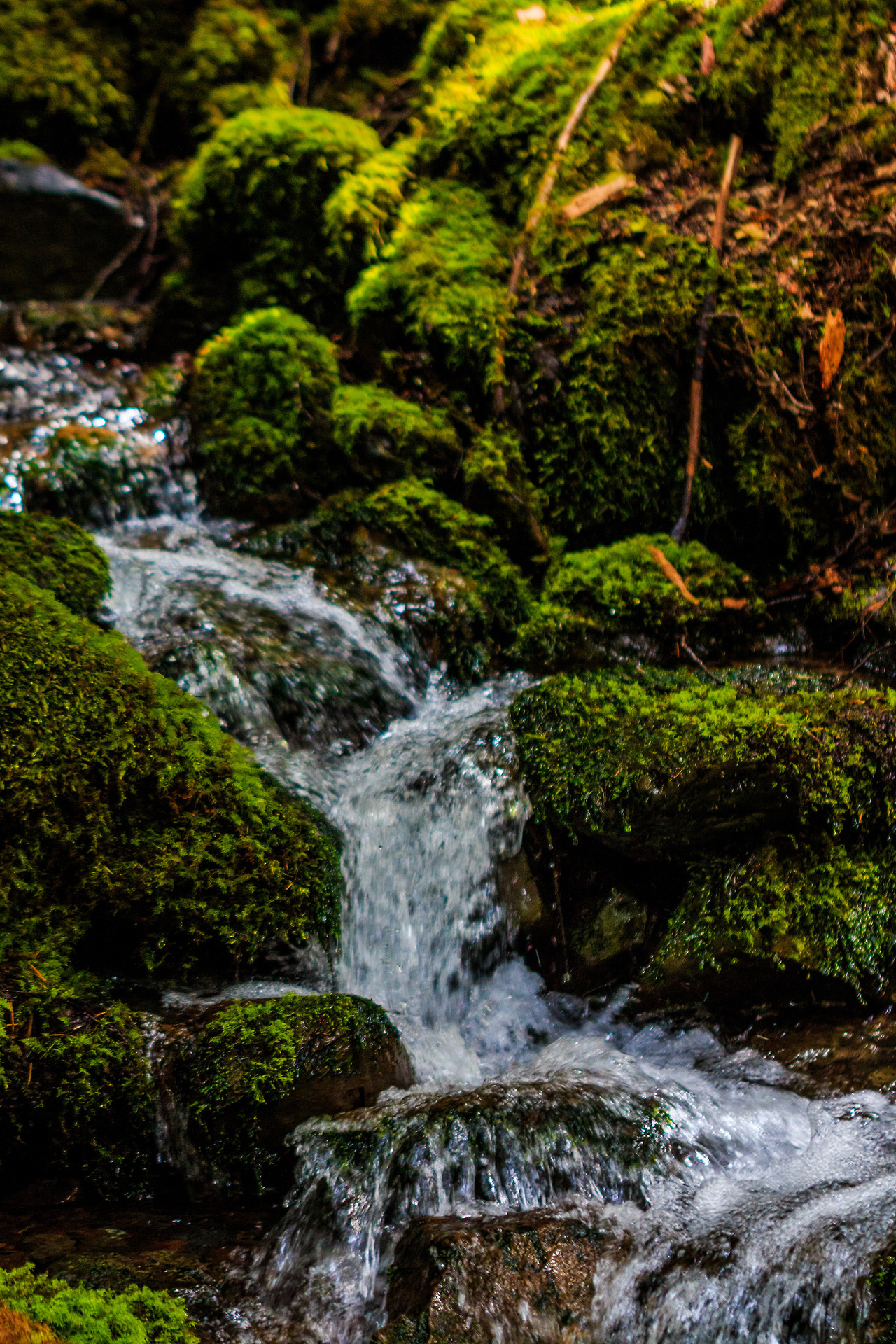 Lens Perspectives — Nature Hiking Mossy Stream 3 Olympic