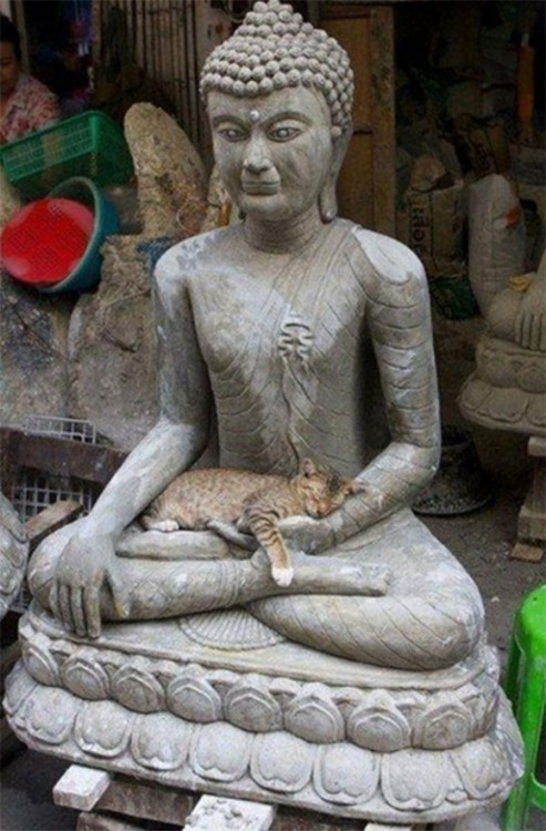 former-fatty:mariestocat:inthemoodforportnawak:Buddah Cats...