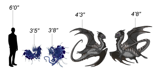 Got Dragon Size Chart