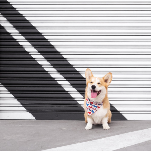 Because we could all use some more corgi pictures after this...