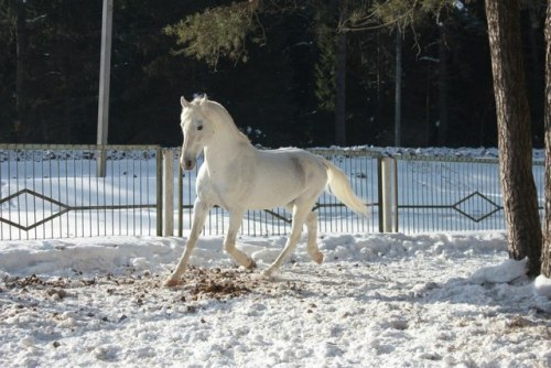 orlovtrotter:Orlov Trotter stallion Kostyor (”Bonfire“)