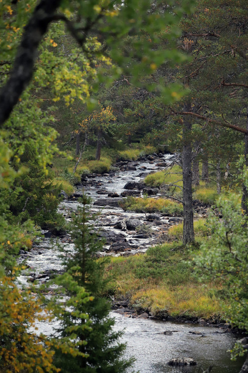 michaelnordeman:Vålådalen in Jämtland, Sweden.