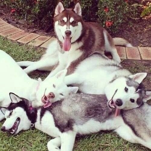 cute-overload:Sharing this pile of happiness around!...