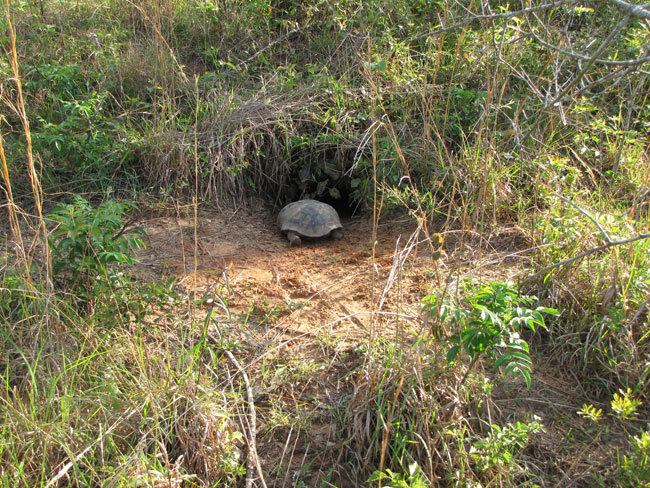 Did you know that gopher tortoise burrows provide... - Rhamphotheca