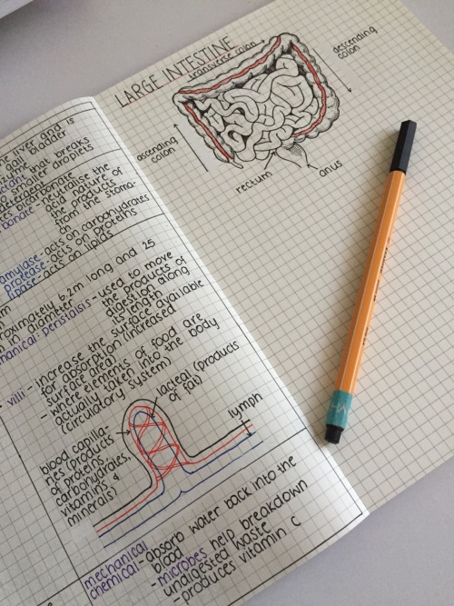 themotivatedstudent:6/04/15: Kinda proud of my biology notes....