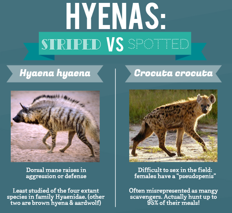 Did you know female spotted hyenas have...