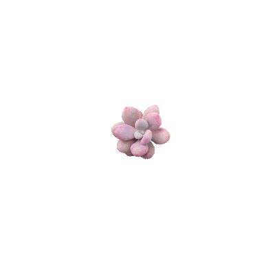 succulent gif | Tumblr