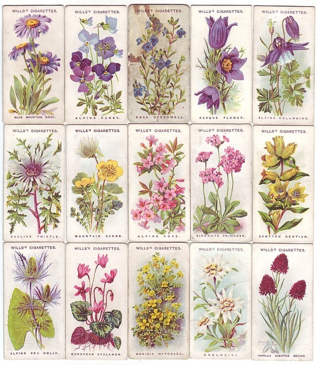 Closer to the Wind | Alpine Flowers I: Vintage alpine flower cards sold...