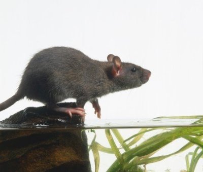 Experimento.
Un científico colocó a un ratón en un barril lleno de agua y le dejó allí nadando hasta la extenuación. Tras dos horas, justo cuando el ratón ya estaba sumergido, el científico le rescató. Al día siguiente el científico volvió a repetir...