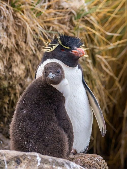 birdblogwhichisforbirds:penguins are GOOD