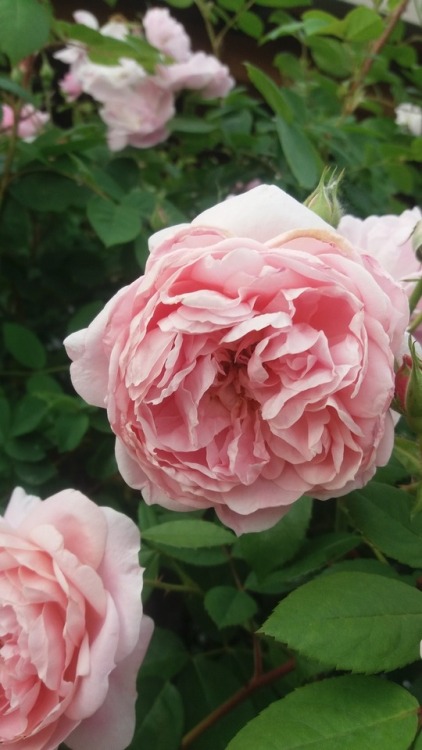 peace-and-awe:pink rosestaken by cell phonemy original...