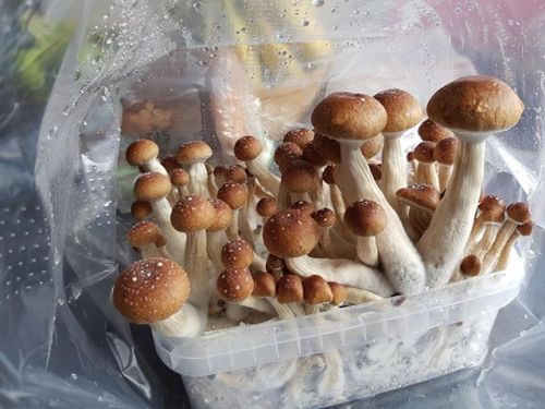 wholecelium:Grow your own shrooms, easily with one of our...