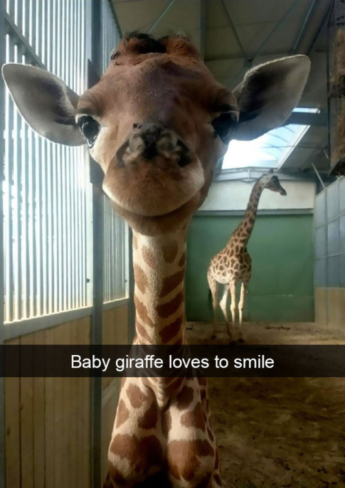 animalsnaps:Animal snaps