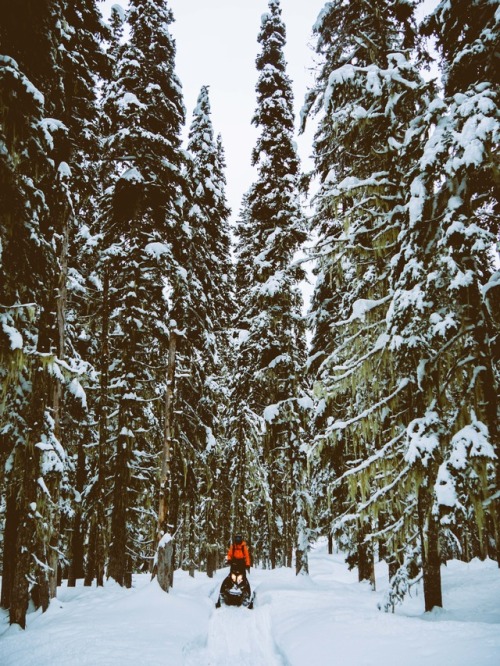forest 51 sledding craigmcmorris snowboarding backcountry whistler backcountry explore sled skidoo