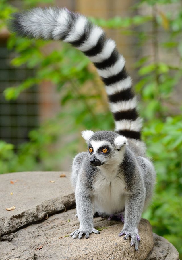 The ring-tailed lemur is the most thoroughly...