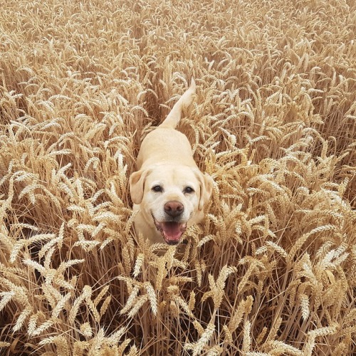 madandbad-blog:Camo Fred hiding in the corn