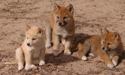 tangledwing:Dingo (Canis lupus dingo)Despite being crucial to...