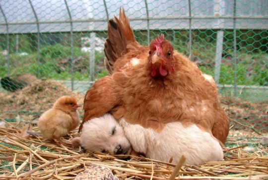 Mama Hens And Their Babies Via Bored Panda