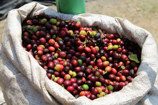 Picked specialty coffee cherries at La Camellia in Santa Barbara Estate, Antioquia