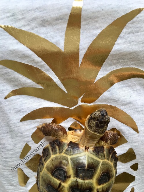 Mom’s shirt has a shiny gold pineapple on it.  How dare that...