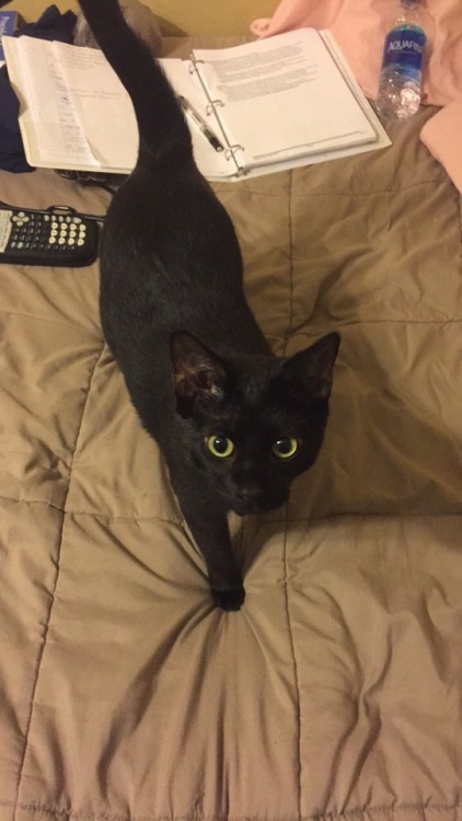 facegroper:Very HIGH QUALITY cat pics. The black one is Jax,...