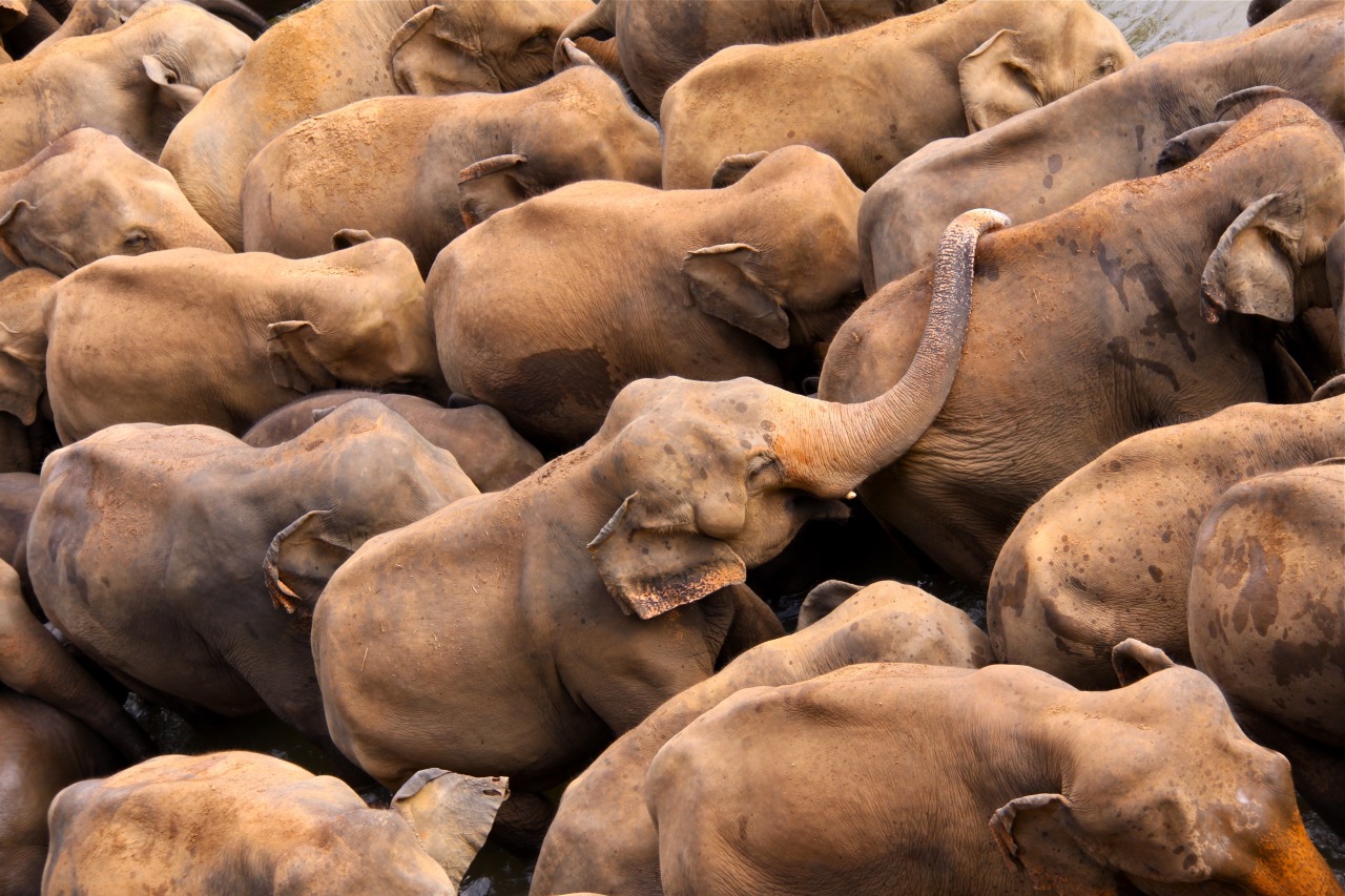 Caption This: Elephant Herd Last week we asked you... -- Editors