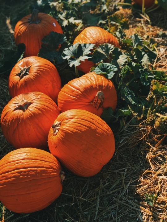 Outdoor Halloween Decorating Tumblr