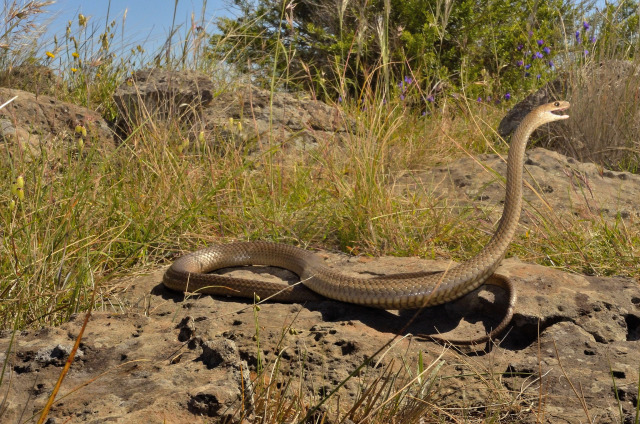 Give it to us Raw and Wriggling — thlpp: Eastern Brown Snake Pseudonaja ...