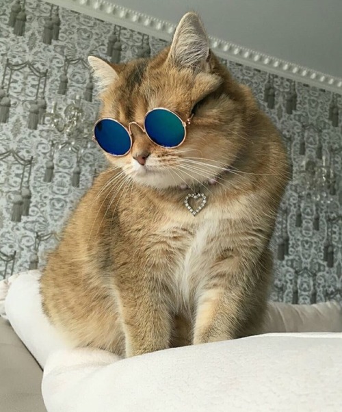 That is one cool cat.