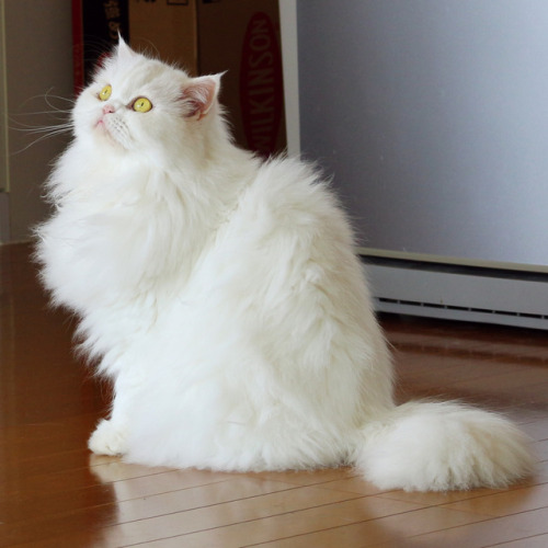 persian cat on Tumblr