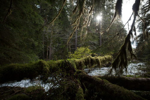 lobo-de-luna:greens upon greens