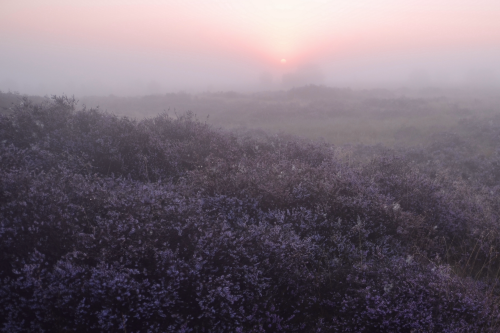 expressions-of-nature:Facing the Fog by Alice van der Plas