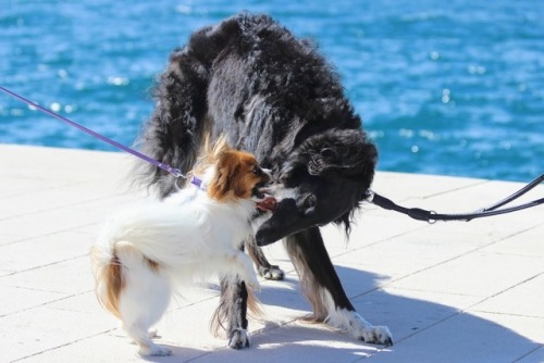 dog knotting tumblr dog knotting tumblr