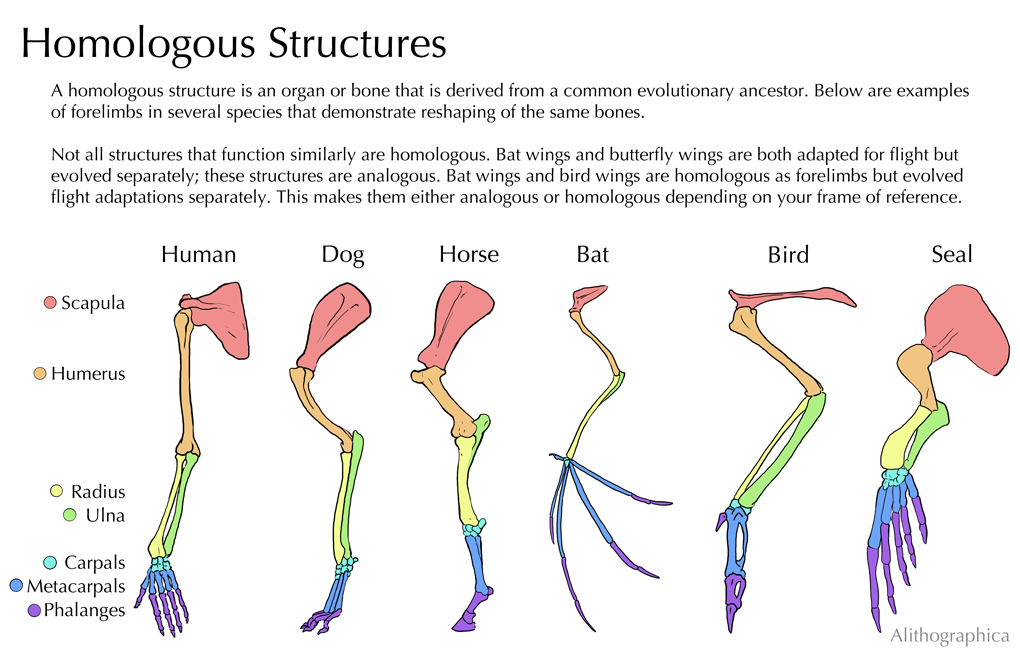 Science Fact Friday: Homology I’ve also found this... | science, art ...