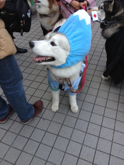 manafromheaven:candidcantrix:So, I was out in Odaiba with my...