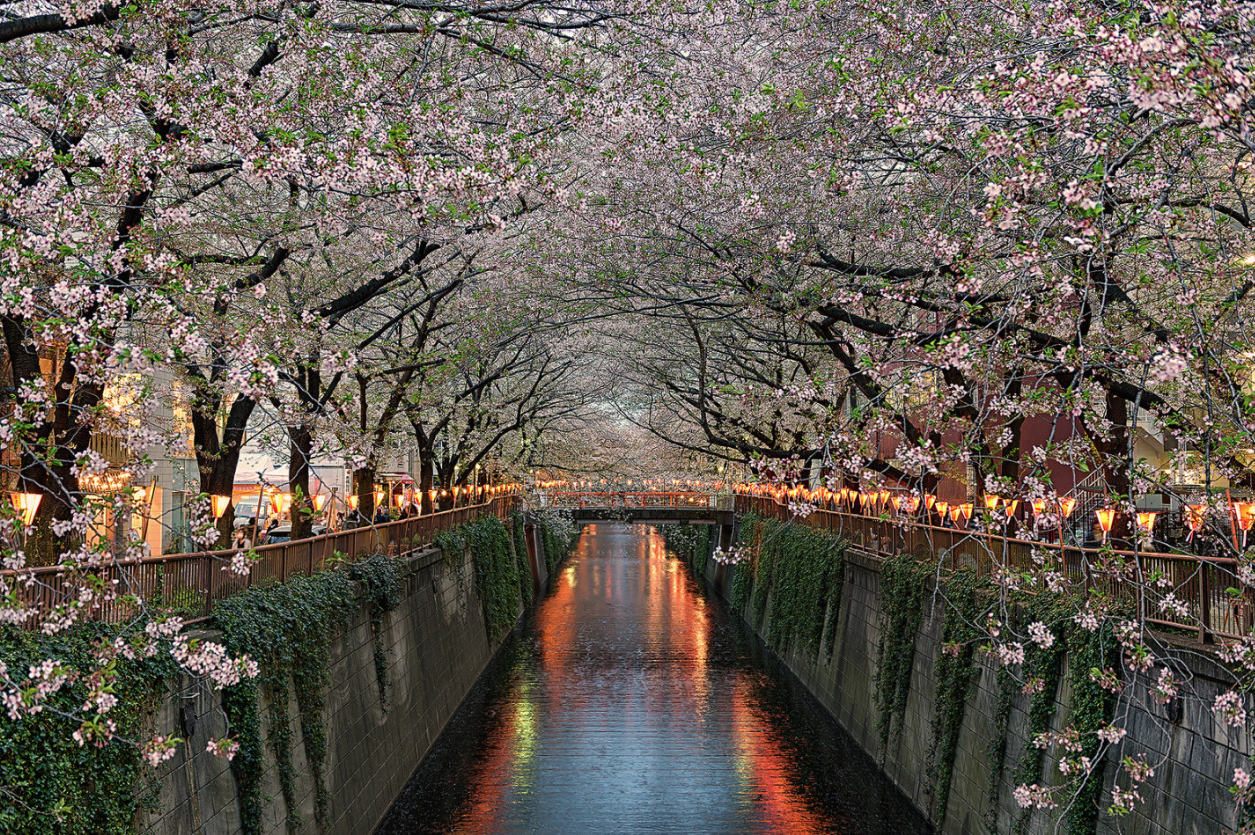 THE LIFE NEUROTIC WITH STEVE'S ISSUES - cherry blossoms over tokyo’s ...