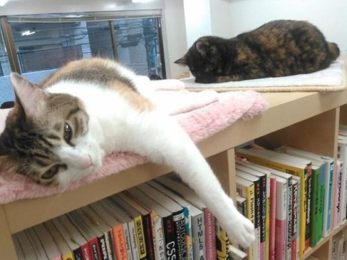 catsbeaversandducks:Business Cats Hard At WorkA Japanese...