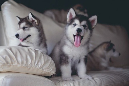 Baby Husky Tumblr stranissimo