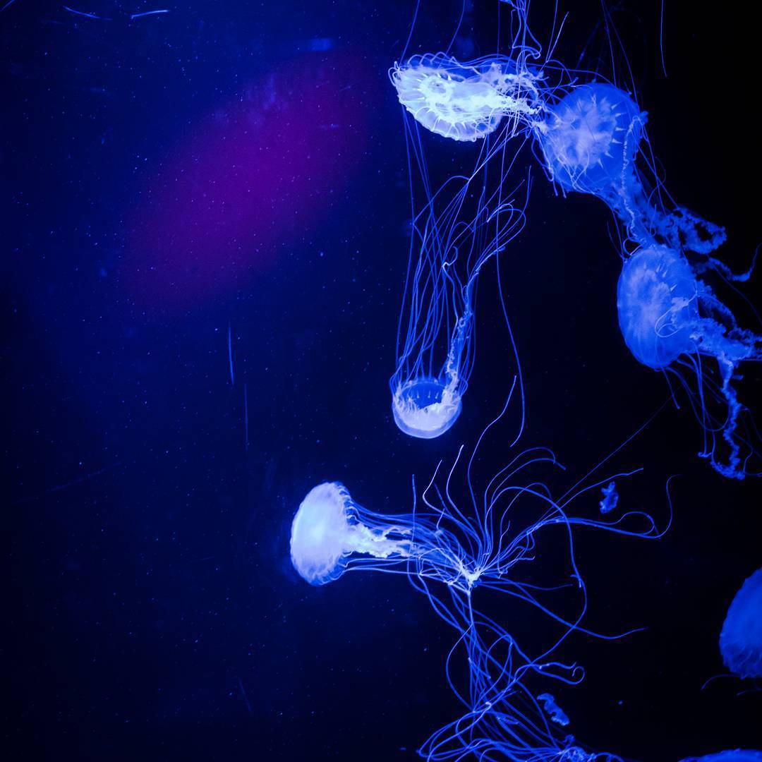 Small Effects  jellyfish  coelenterata  cnidaria 
