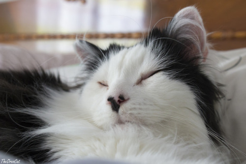 theoreocat:Lazy Sundays and nose boops are the purrfect...